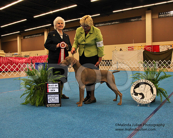 Weim-9322