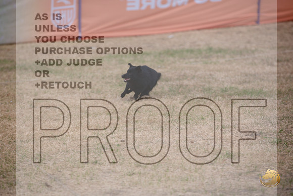 Schipperke Percision Coursing Sat Longview WA 2024_JJL_3756_Longview WA_2024_HR3