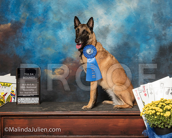 Belgian Malinois Gina Bigalski Chica-SSR_1768-ACDCA2018-HR3
