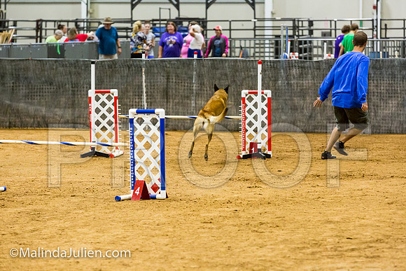 Agility JWW 20 Sat Belgian Malinois Cazzi-JJJ_9489-ACDCA2018-HR3