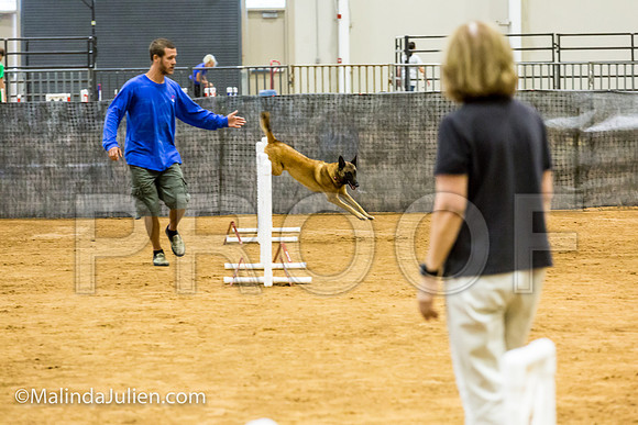 Agility JWW 20 Sat Belgian Malinois Cazzi-JJJ_9493-ACDCA2018-HR3