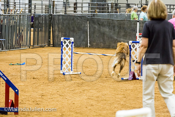 Agility JWW 20 Sat Border Collie Brice-JJJ_9556-ACDCA2018-HR3