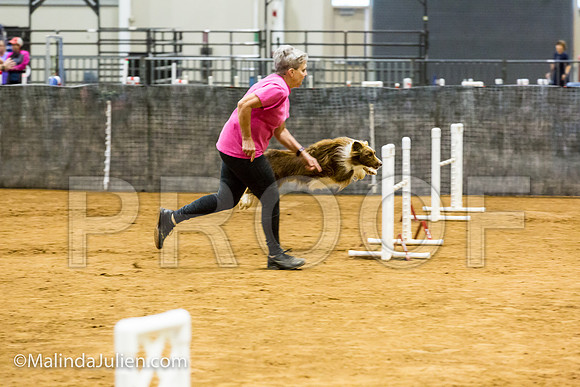 Agility JWW 20 Sat Border Collie Brice-JJJ_9557-ACDCA2018-HR3