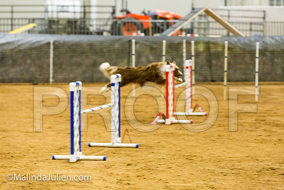 Agility JWW 20 Sat Border Collie Brice-JJJ_9560-ACDCA2018-HR3