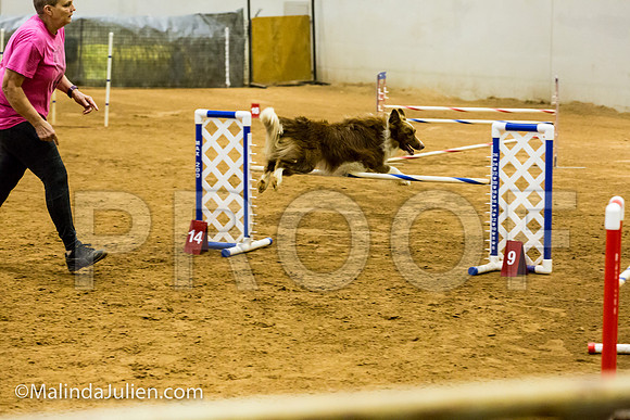 Agility JWW 20 Sat Border Collie Brice-JJJ_9568-ACDCA2018-HR3