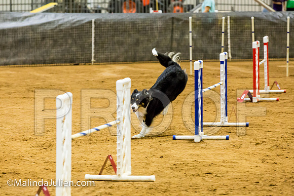 Agility JWW 20 Sat Border Collie Shiloh-JJJ_9419-ACDCA2018-HR3