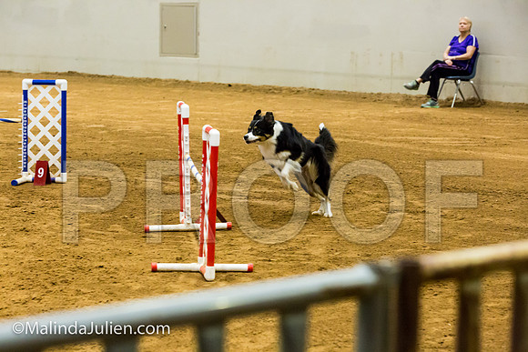 Agility JWW 20 Sat Border Collie Shiloh-JJJ_9423-ACDCA2018-HR3
