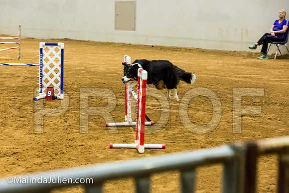 Agility JWW 20 Sat Border Collie Shiloh-JJJ_9424-ACDCA2018-HR3