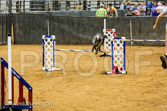 Agility JWW 20 Sat German Shorthaired Pointer Jenga-JJJ_9578-ACDCA2018-HR3
