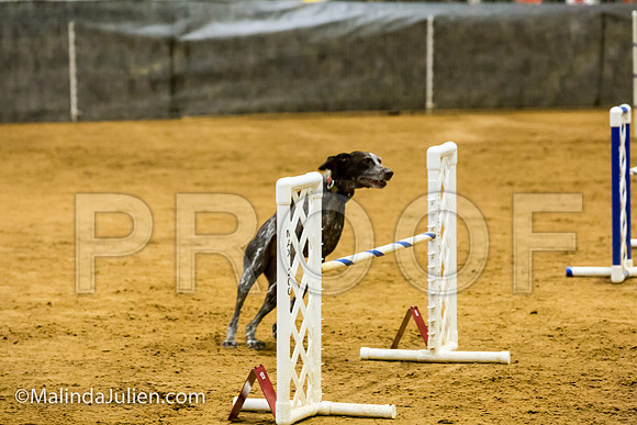 Agility JWW 20 Sat German Shorthaired Pointer Jenga-JJJ_9586-ACDCA2018-HR3