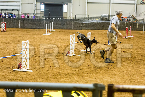Agility JWW 20 Sat German Shorthaired Pointer Jenga-JJJ_9598-ACDCA2018-HR3