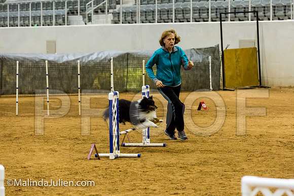 Agility JWW Exc 12 Sat Shetland Sheepdog Riley-JJJ_1304-ACDCA2018-HR3