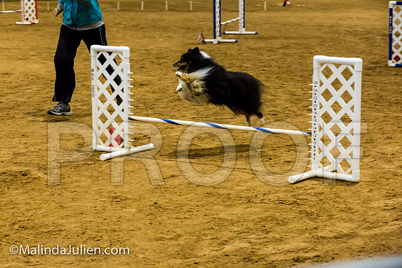 Agility JWW Exc 12 Sat Shetland Sheepdog Riley-JJJ_1310-ACDCA2018-HR3