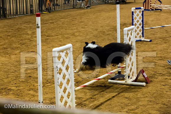 Agility JWW Exc 12 Sat Shetland Sheepdog Riley-JJJ_1314-ACDCA2018-HR3