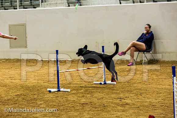 Agility JWW Exc 16 Sat All American Dog Draco-JJJ_1041-ACDCA2018-HR3