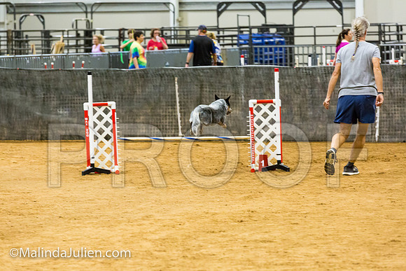Agility JWW Exc 16 Sat Australian Cattle Dog Riff-JJJ_0848-ACDCA2018-HR3
