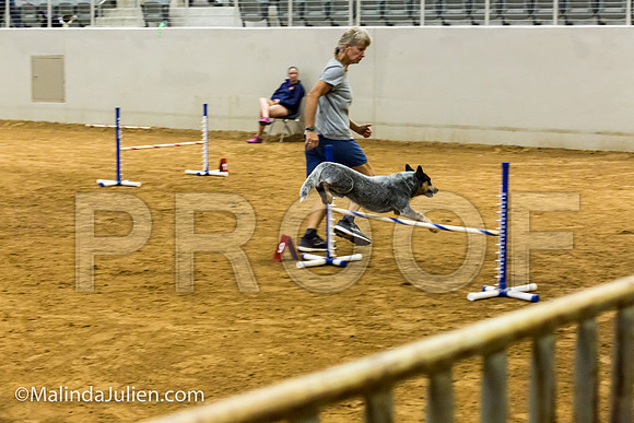 Agility JWW Exc 16 Sat Australian Cattle Dog Riff-JJJ_0870-ACDCA2018-HR3