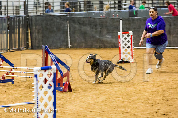 Agility JWW Exc 16 Sat Australian Cattle Dog Super Bee-JJJ_0833-ACDCA2018-HR3
