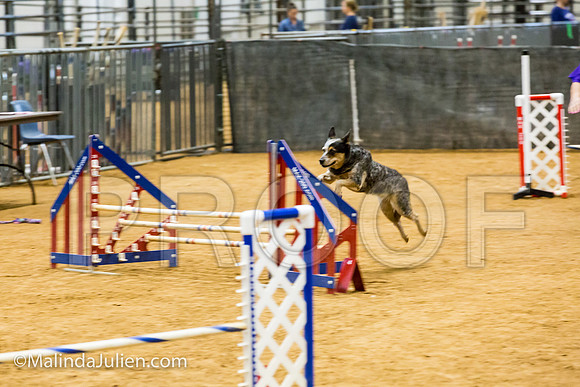 Agility JWW Exc 16 Sat Australian Cattle Dog Super Bee-JJJ_0834-ACDCA2018-HR3