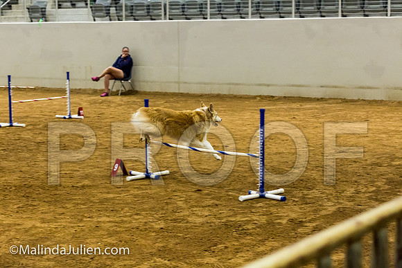 Agility JWW Exc 16 Sat Australian Shepherd Kyli-JJJ_1241-ACDCA2018-HR3
