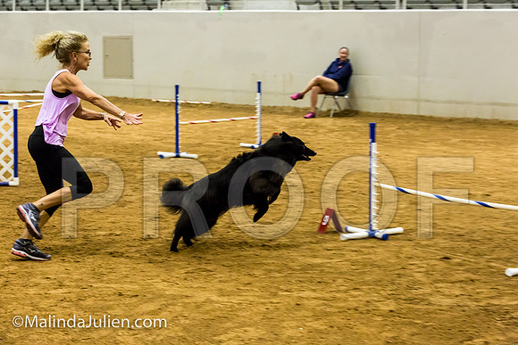 Agility JWW Exc 16 Sat Belgian Sheepdog Rafa-JJJ_1274-ACDCA2018-HR3