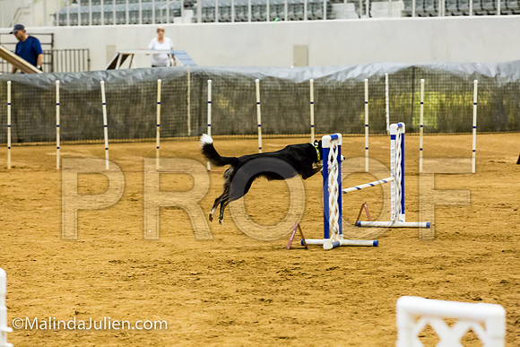 Agility JWW Exc 16 Sat Border Collie Fly-JJJ_0805-ACDCA2018-HR3