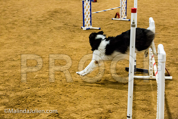 Agility JWW Exc 16 Sat Border Collie Shy Girl-JJJ_0649-ACDCA2018-HR3