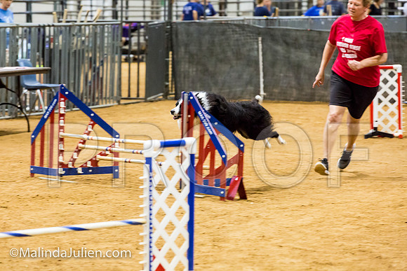 Agility JWW Exc 16 Sat Border Collie Sly-JJJ_1157-ACDCA2018-HR3