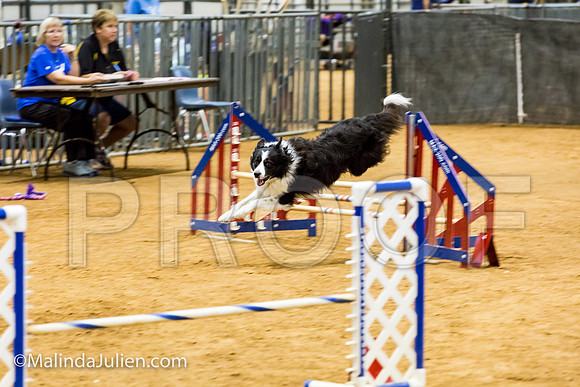 Agility JWW Exc 16 Sat Border Collie Sly-JJJ_1158-ACDCA2018-HR3