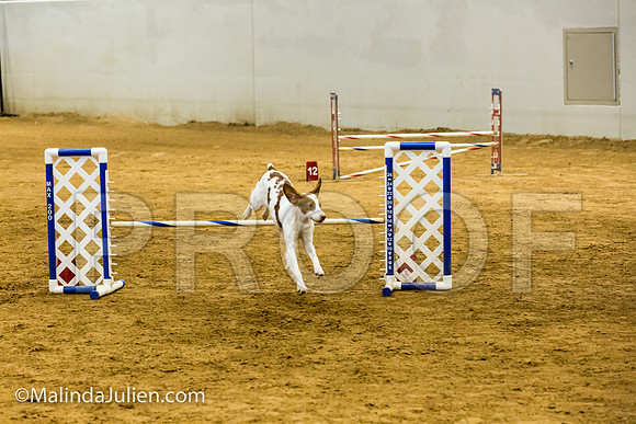 Agility JWW Exc 16 Sat Brittany Dot-JJJ_0776-ACDCA2018-HR3