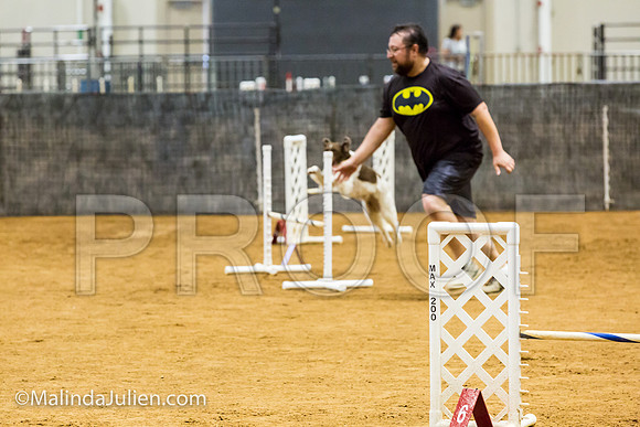 Agility JWW Exc 16 Sat Brittany Frankie-JJJ_0963-ACDCA2018-HR3