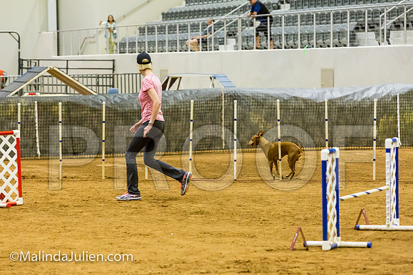 Agility JWW Exc 16 Sat Cirneco Rico-JJJ_1138-ACDCA2018-HR3