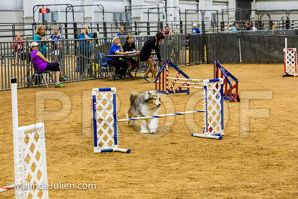Agility JWW Exc 16 Sat Collie Dillon-JJJ_0996-ACDCA2018-HR3