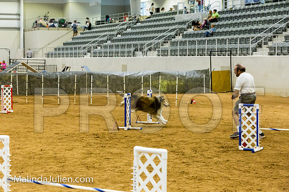 Agility JWW Exc 16 Sat Collie Dillon-JJJ_1000-ACDCA2018-HR3