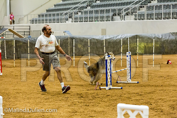 Agility JWW Exc 16 Sat Collie Dillon-JJJ_1015-ACDCA2018-HR3