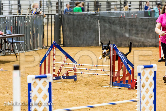 Agility JWW Exc 16 Sat Entlebucher Mountain Dog Skylar-JJJ_0679-ACDCA2018-HR3