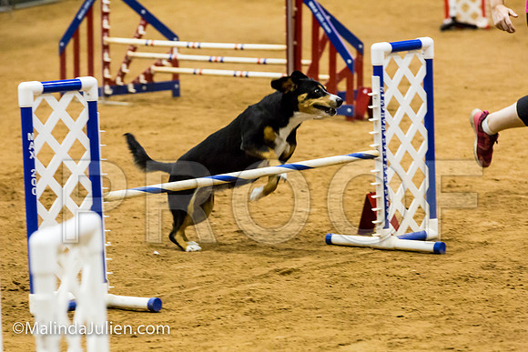 Agility JWW Exc 16 Sat Entlebucher Mountain Dog Skylar-JJJ_0682-ACDCA2018-HR3