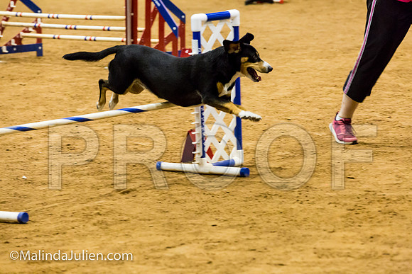 Agility JWW Exc 16 Sat Entlebucher Mountain Dog Skylar-JJJ_0683-ACDCA2018-HR3
