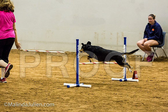 Agility JWW Exc 16 Sat Entlebucher Mountain Dog Skylar-JJJ_0688-ACDCA2018-HR3