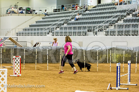 Agility JWW Exc 16 Sat Entlebucher Mountain Dog Skylar-JJJ_0690-ACDCA2018-HR3