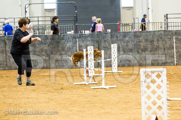 Agility JWW Exc 16 Sat Nova Scotia Duck Tolling Retriever Meri-JJJ_0733-ACDCA2018-HR3