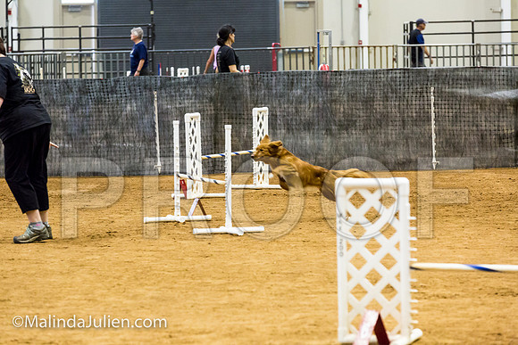 Agility JWW Exc 16 Sat Nova Scotia Duck Tolling Retriever Meri-JJJ_0734-ACDCA2018-HR3