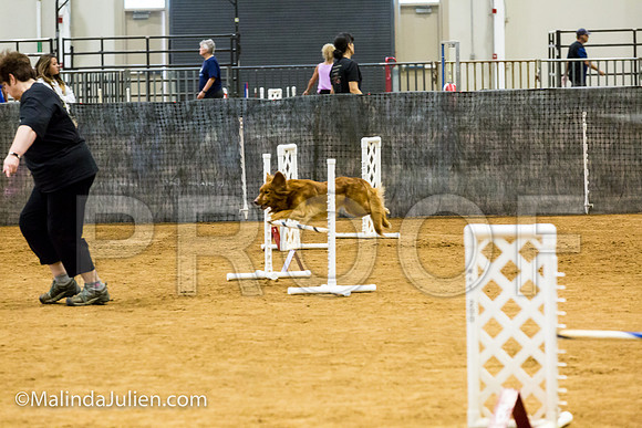Agility JWW Exc 16 Sat Nova Scotia Duck Tolling Retriever Meri-JJJ_0735-ACDCA2018-HR3