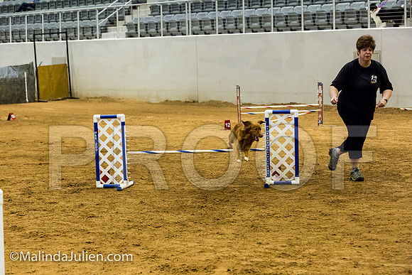 Agility JWW Exc 16 Sat Nova Scotia Duck Tolling Retriever Meri-JJJ_0743-ACDCA2018-HR3
