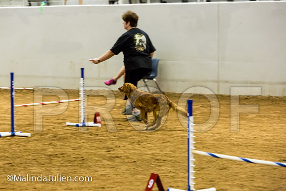 Agility JWW Exc 16 Sat Nova Scotia Duck Tolling Retriever Meri-JJJ_0746-ACDCA2018-HR3