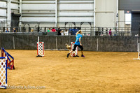 Agility JWW Exc 16 Sat Shetland Sheepdog Brodie