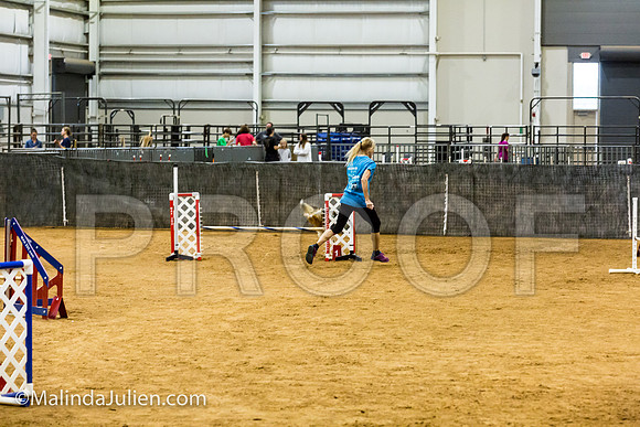 Agility JWW Exc 16 Sat Shetland Sheepdog Brodie-JJJ_0928-ACDCA2018-HR3