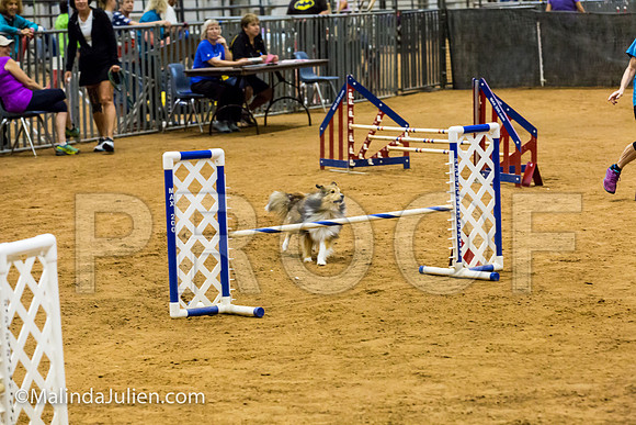 Agility JWW Exc 16 Sat Shetland Sheepdog Brodie-JJJ_0934-ACDCA2018-HR3