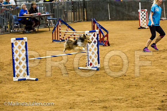 Agility JWW Exc 16 Sat Shetland Sheepdog Brodie-JJJ_0936-ACDCA2018-HR3