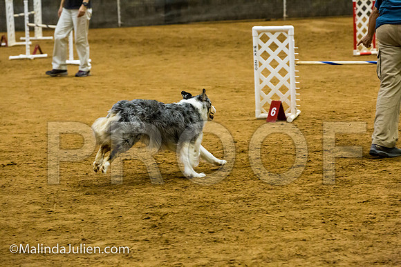 Agility JWW Exc 20 Sat Australian Shepherd Creek-JJJ_1434-ACDCA2018-HR3